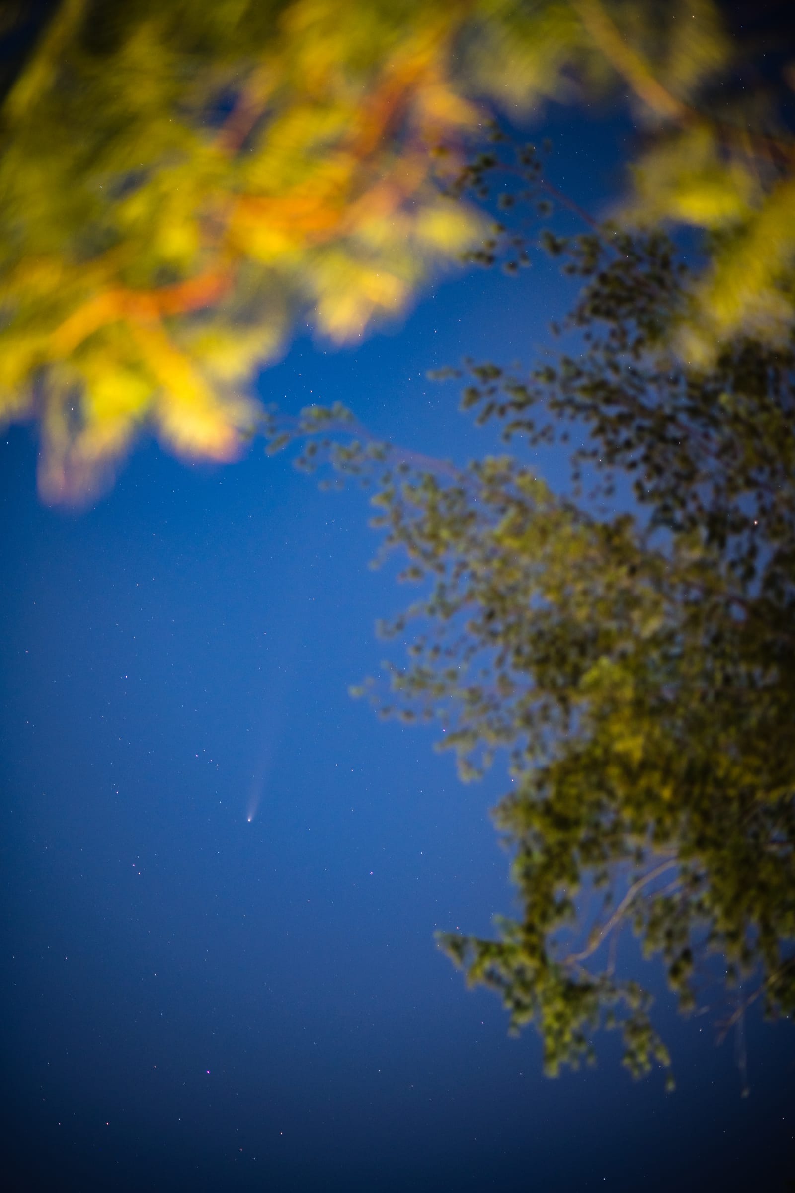 Portrait frame: a comet with a faint tail in a deep-blue evening sky, wind-blown leaves in the foreground.