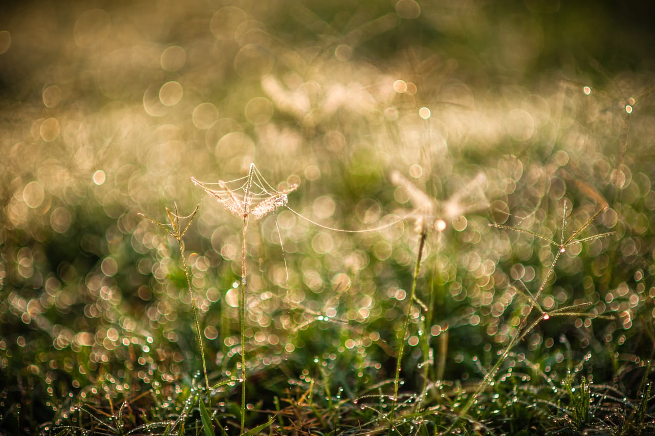 Morning grass heads hung with dew, backlit into a field of golden points of light.