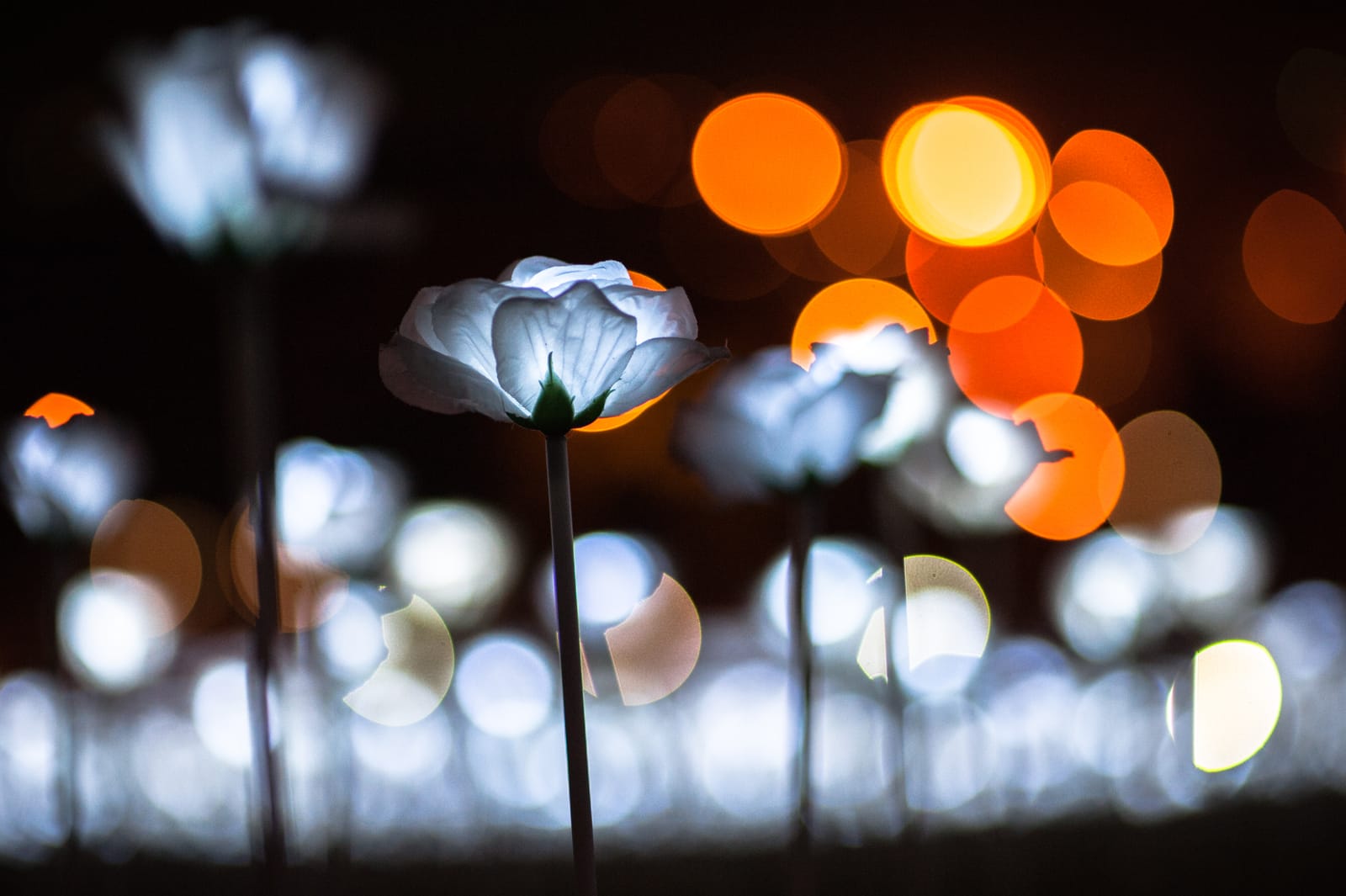 A few white flowers stand in the dark against orange and white bokeh.