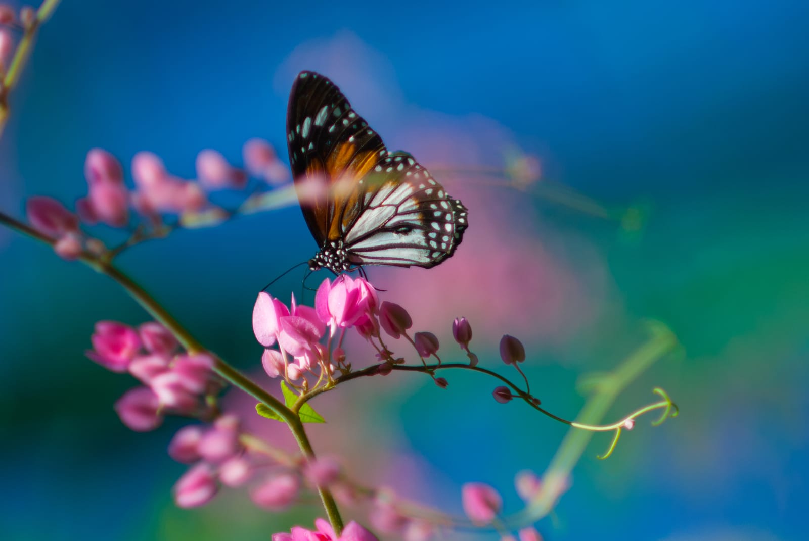 A butterfly rests on a cluster of pink flowers against a soft blue-green background.