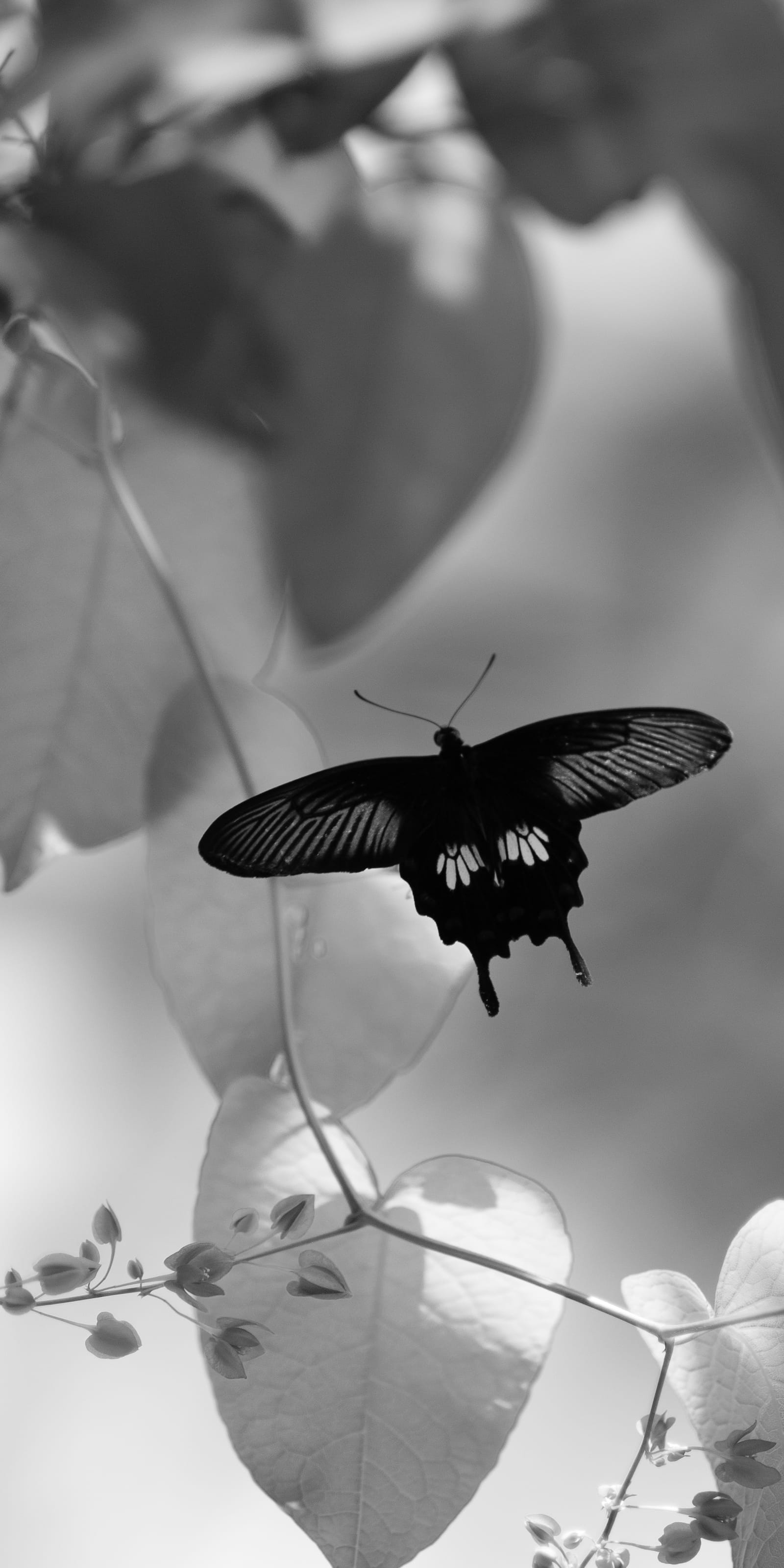 Black and white, portrait frame: a swallowtail rests among leaves.