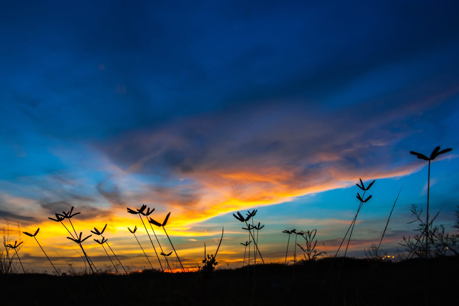 A dusk sky turning from blue to orange, flowers and grass in silhouette in the foreground.
