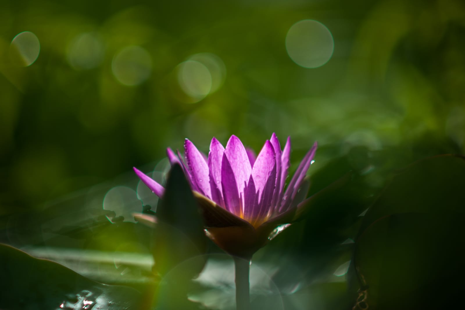 A purple water lily opens among deep-green leaves.