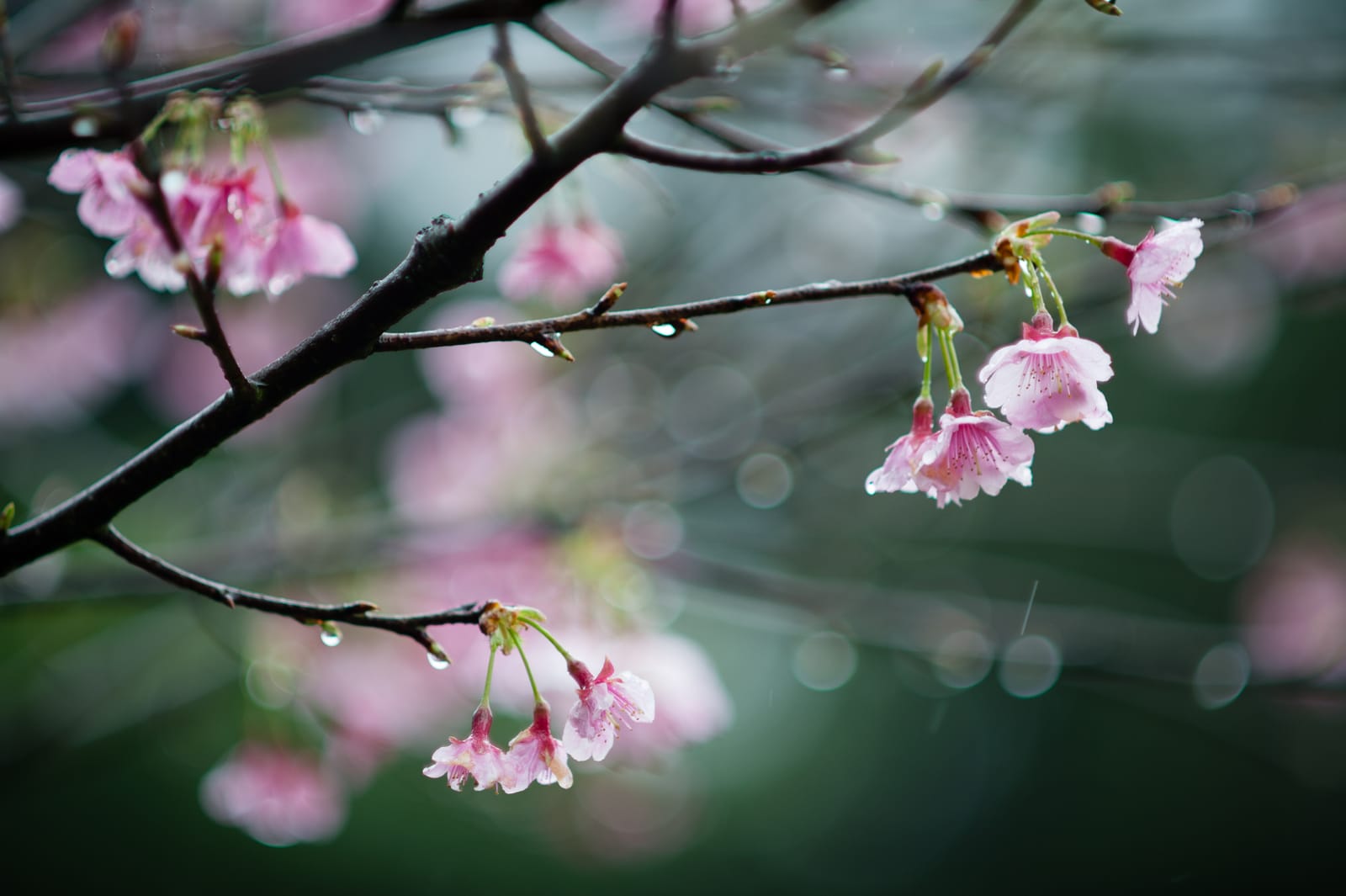 Pink cherry blossoms on a slender branch against a soft green.