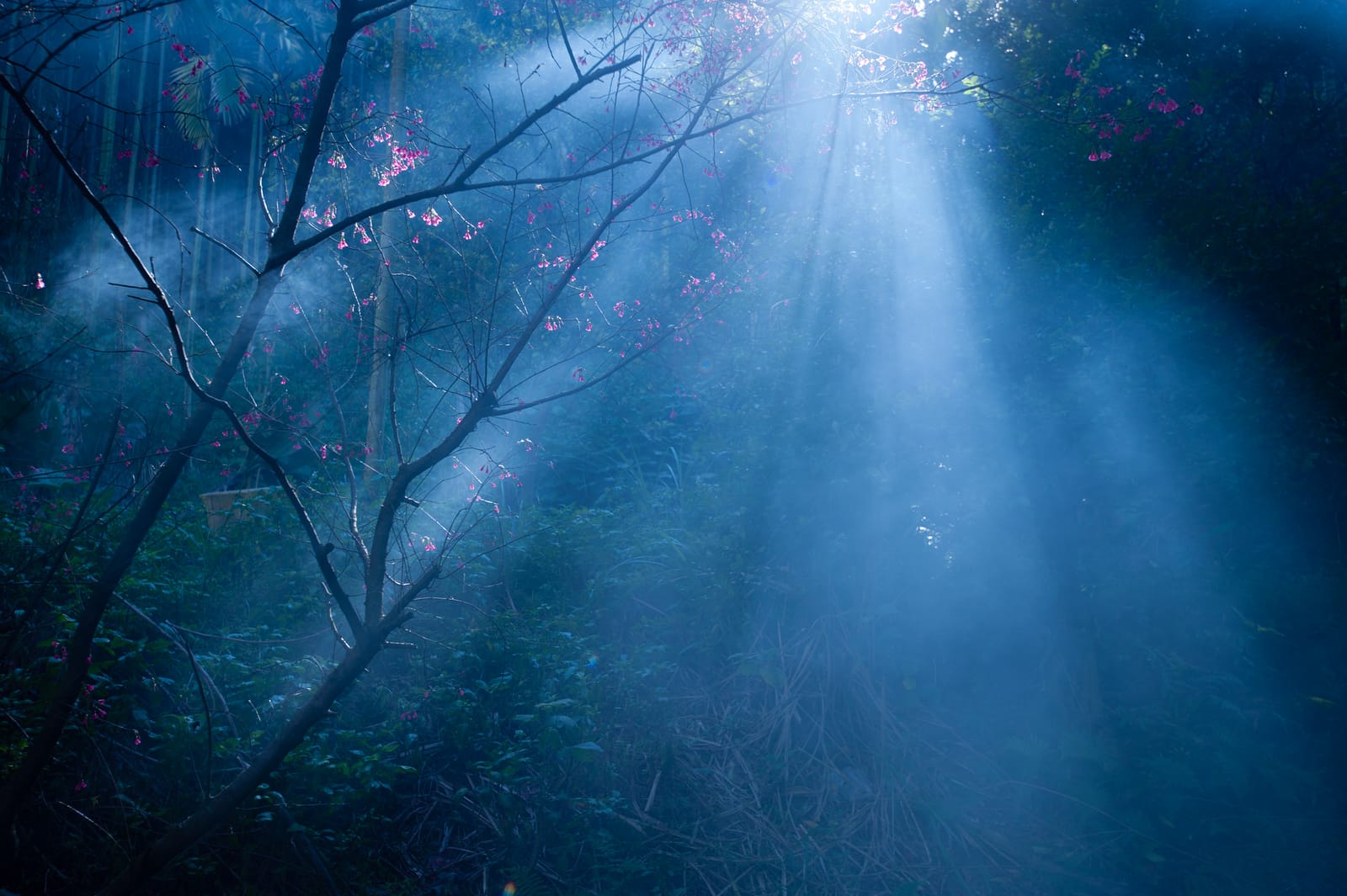 Mist in a forest, shafts of light slanting down between the branches.