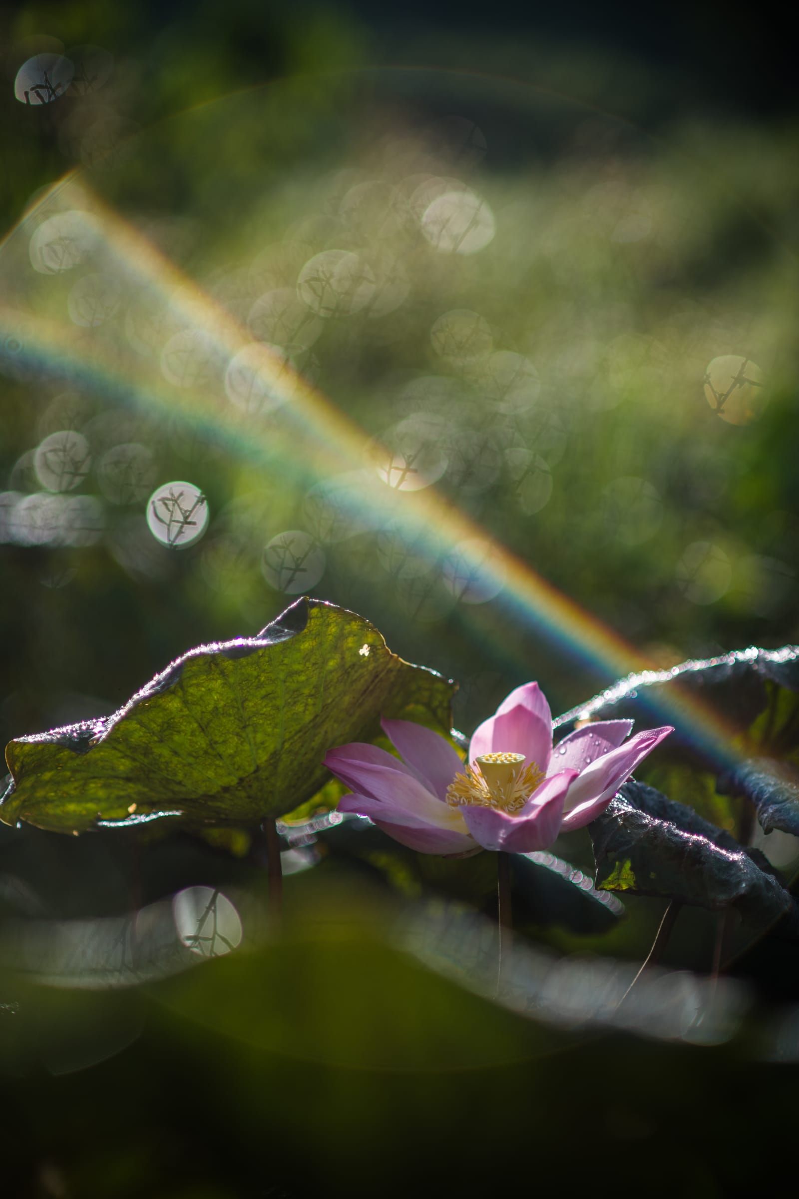 Portrait frame: a pink water lily, with a rainbow flare crossing the lens.