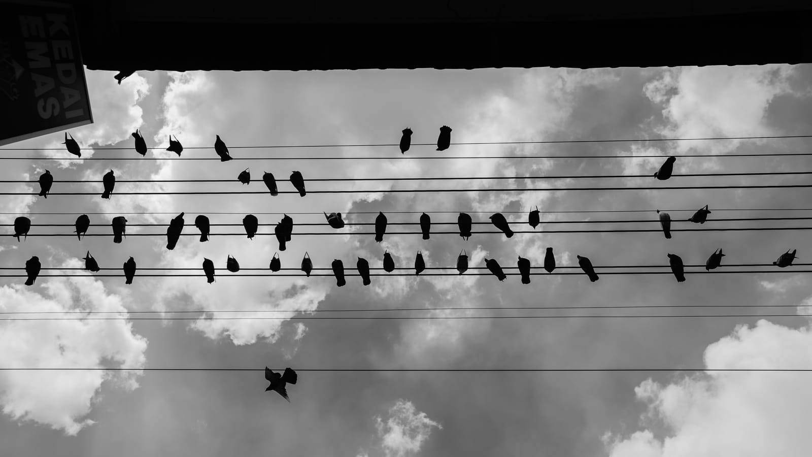 Black and white: birds crowd the electric wires against churning clouds.