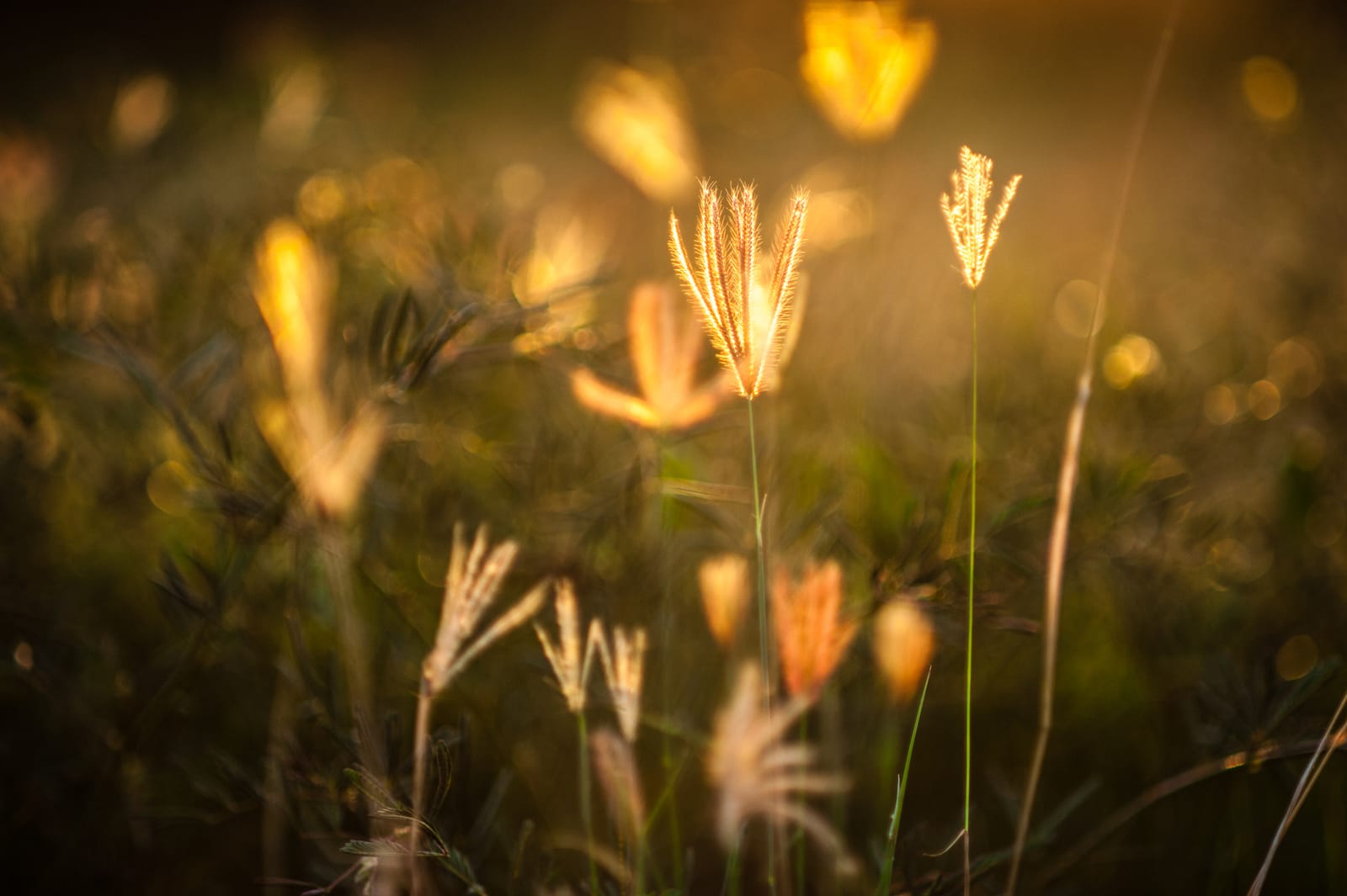 Backlit wild grass glowing gold.