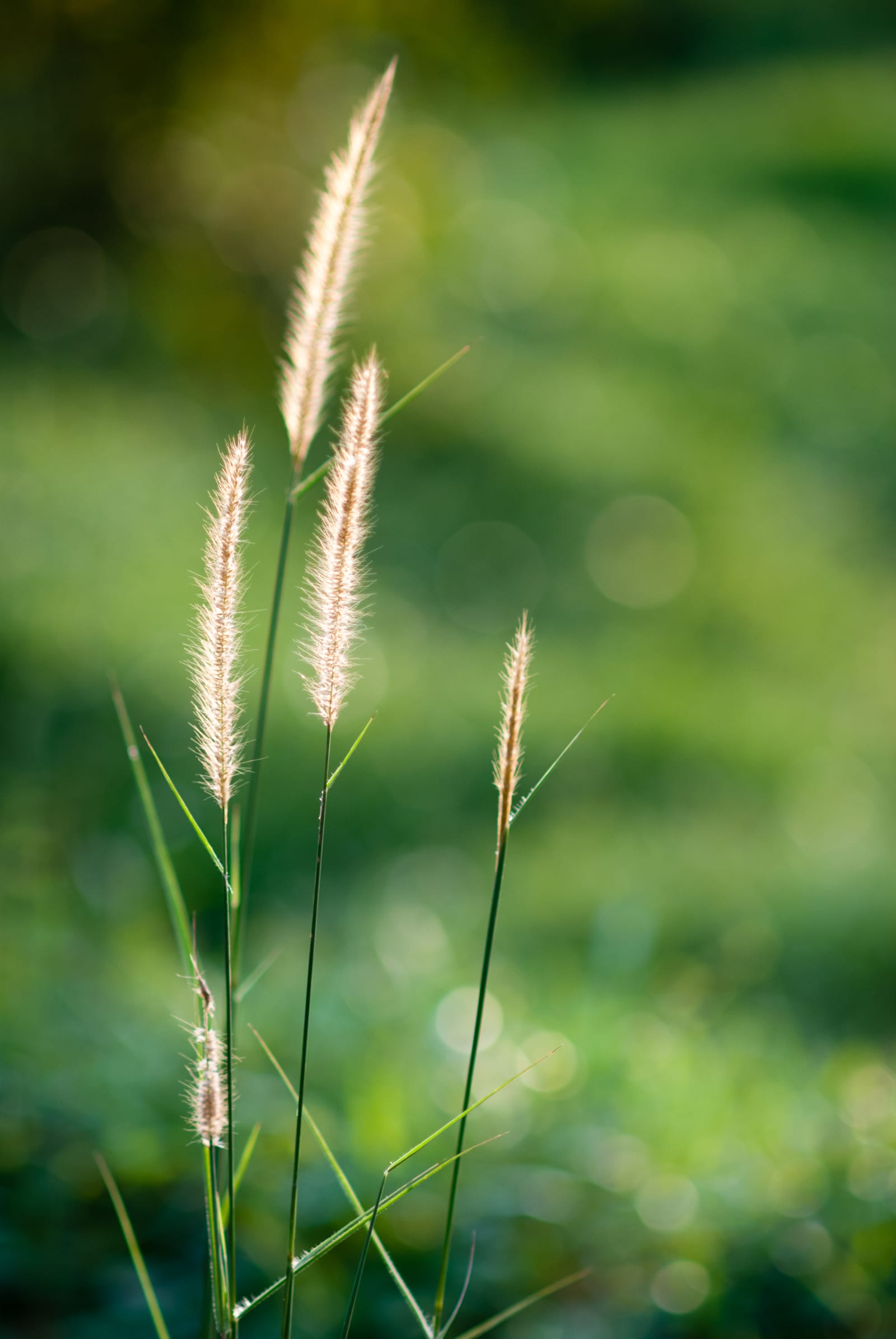 Portrait frame: a few stalks of grass seed against a green blur.