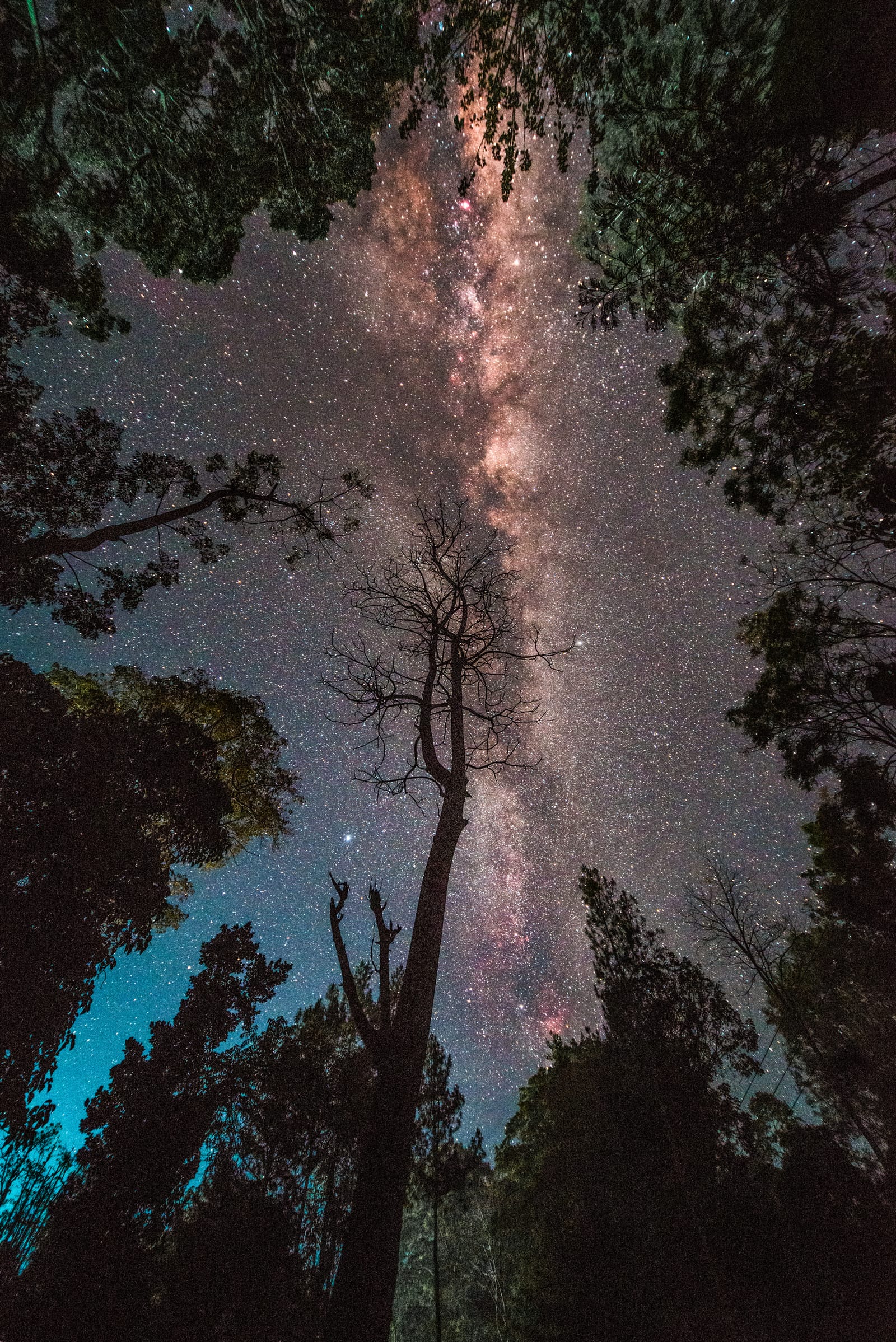 Portrait frame: the Milky Way rising straight up between tall trees.